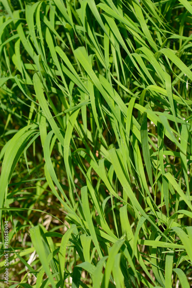 Heath false brome leaves Heath false brome leaves
