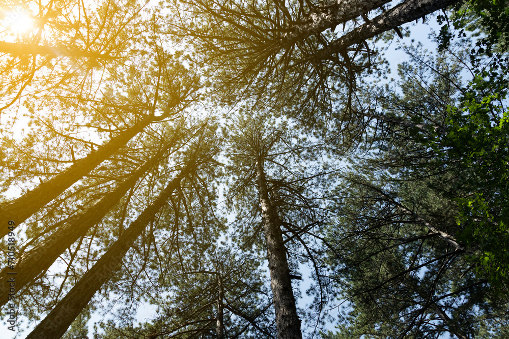 Fototapeta premium Pine tree in the sun, view from below. Crimean pine.