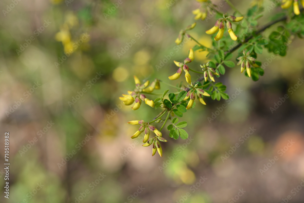 Vetch-like coronilla flower buds Vetch-like coronilla flower buds