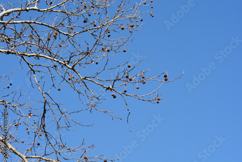 London plane beanches with seeds and buds