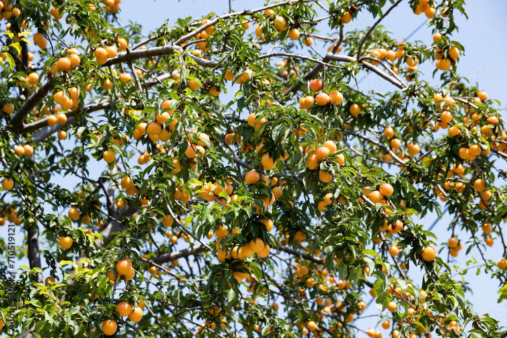 Branches of a tree with leaves and ripe yellow plum fruits. Branches of a tree with leaves and ripe yellow plum fruits.