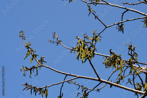 Common walnut branches with flowers