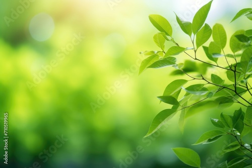 Green leaf in garden a natural summer background. © darshika