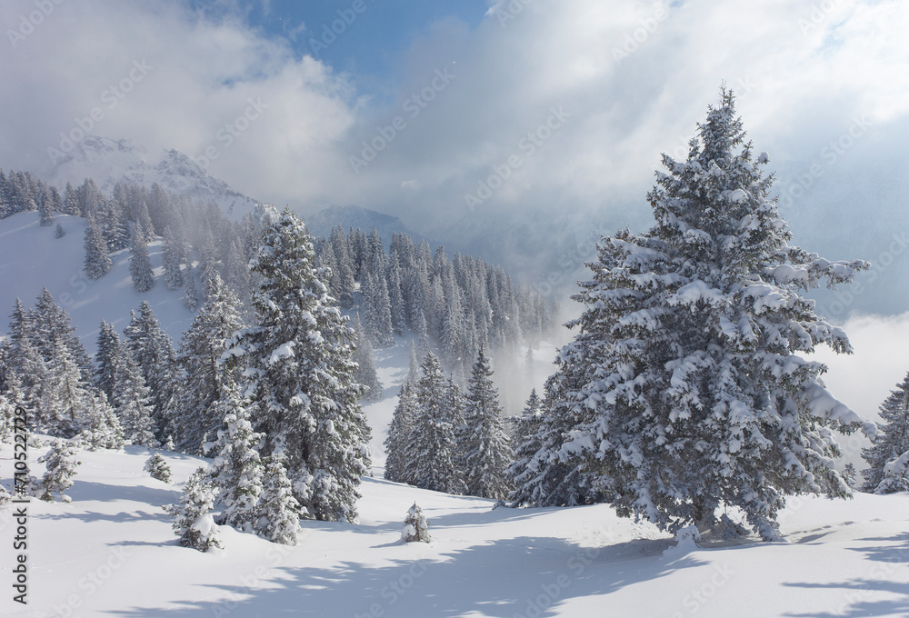 View of forest trees in winter with snow on the Bavarian Alps in Bavaria, Germany. View of forest trees in winter with snow on the Bavarian Alps in Bavaria, Germany.
