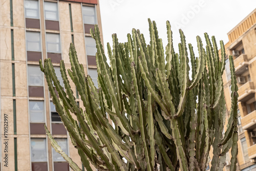 Close up of cactus plant with buildings in the background.