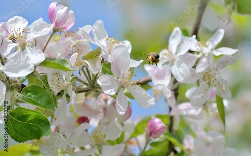 flowers blooming on a apple tree on blue sky background in springtime with be...