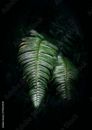 View of a fern leaves in the wood, Olympic National Park, Washington, United States. photo