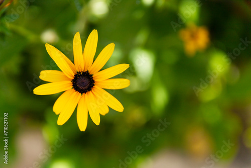 One chamomile flower with yellow petals close-up on a background of green vegetation.