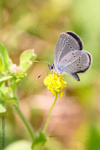 Small blue butterfly - Cupido minimus