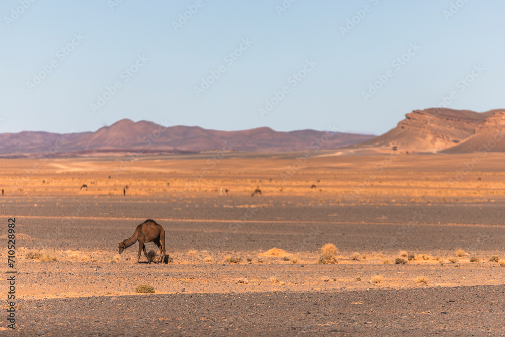 View of camels across the plateau and valley near the Sahara desert in Errachidia Province, Morocco. View of camels across the plateau and valley near the Sahara desert in Errachidia Province, Morocco.