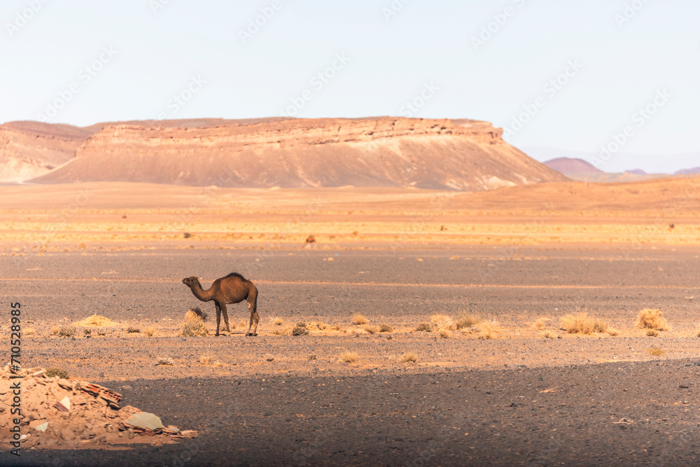 View of camels across the plateau and valley near the Sahara desert in Errachidia Province, Morocco. View of camels across the plateau and valley near the Sahara desert in Errachidia Province, Morocco.