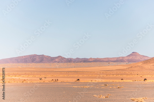 View of camels across the plateau and valley near the Sahara desert in Errachidia Province, Morocco. photo