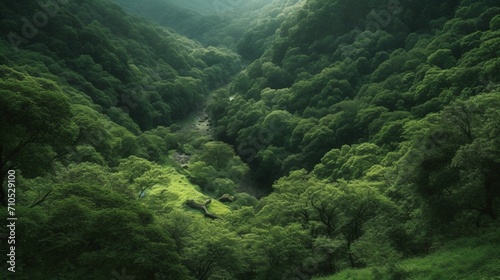 green forest in the mountains