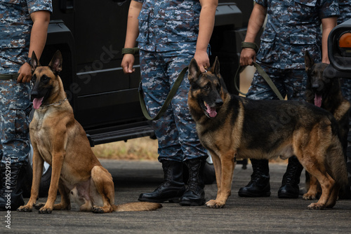 Photography Smart police dog demonstrations to attack the enemy