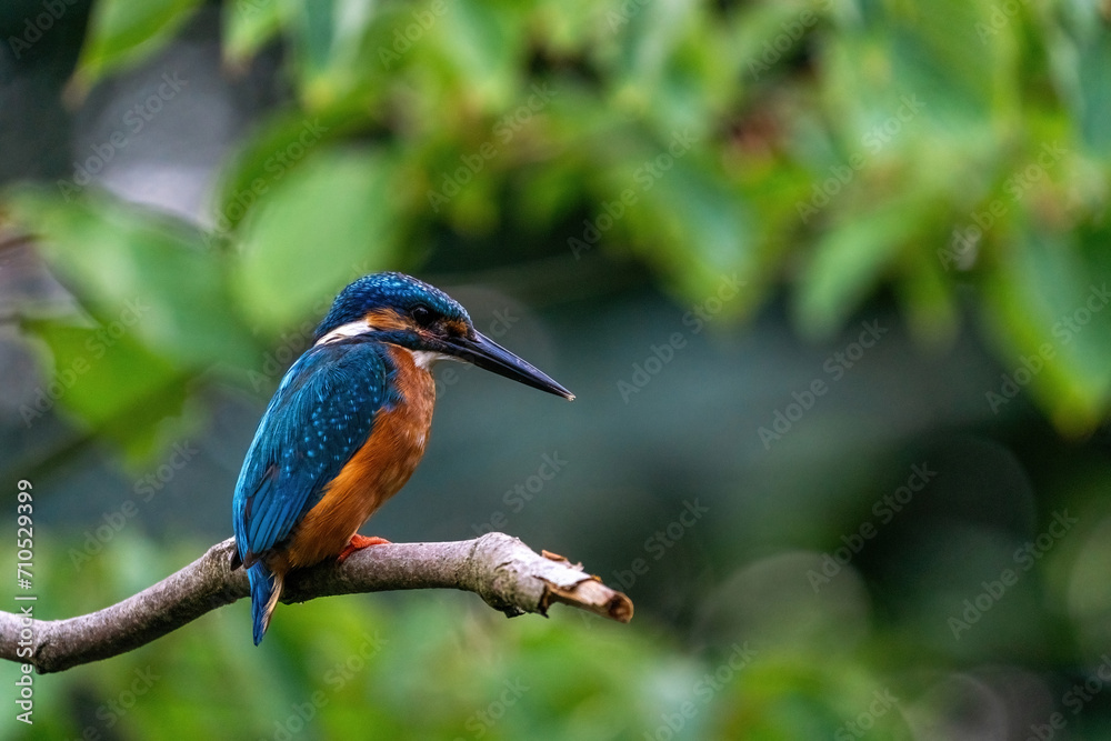 Colorful king fisher bird on a branch of a tree waiting to catch a fish in the Netherlands. Green leaves in the background.