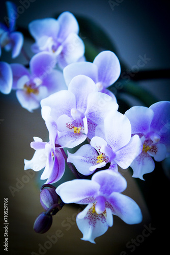 White and purple toy orchid flowers