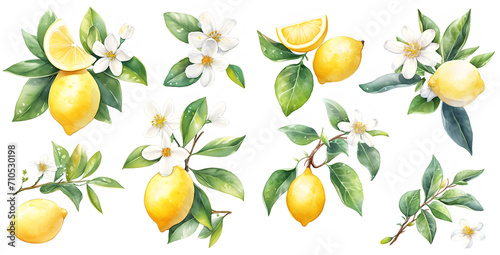 Watercolor lemon clipart for graphic resources