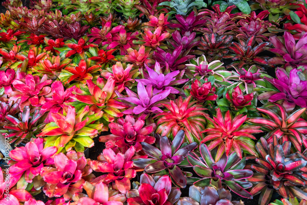 Bromelia multicolor plant with colorful leaves. Field of planted plants texture background natural.