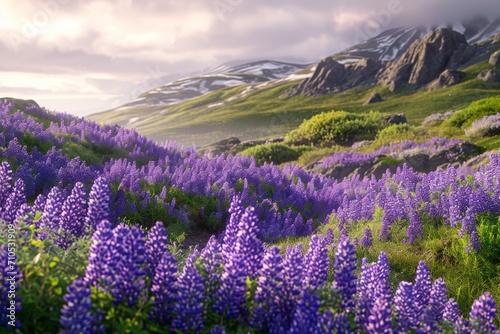 Wild lupines paint hillsides in purple