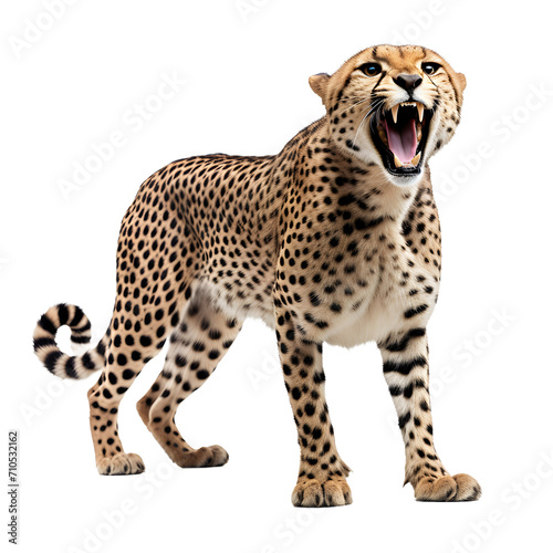 a cheetah with its mouth open