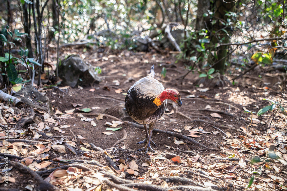 A Majestic Australian Brushturkey in Natural Habitat A Majestic Australian Brushturkey in Natural Habitat