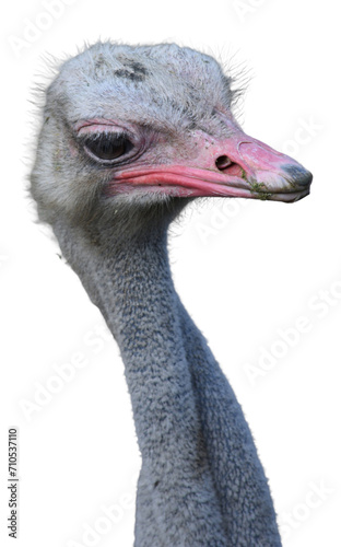 close up of a ostrich