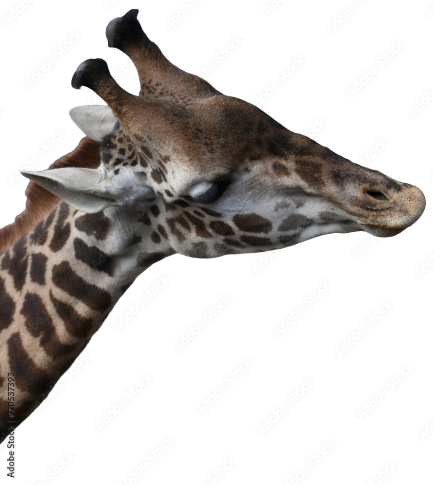 close up giraffe close up giraffe