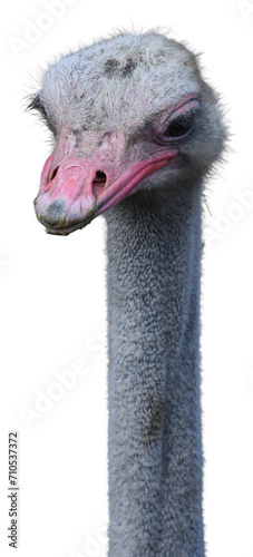 portrait of a ostrich