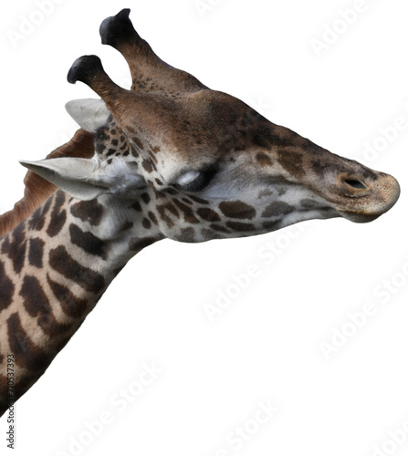 close up giraffe