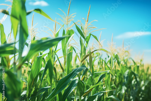 Plantação de milho crescendo verde e florindo com o ceu azul ao fundo
