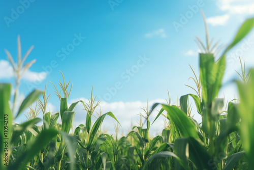Plantação de milho crescendo verde e florindo com o ceu azul ao fundo photo