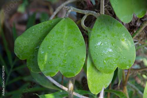 Green heart leaf has names like Hoya kerrii, Hoya, wax plant, porcelain flower. It is a plant with green heart-shaped leaves and succulent plant. In ornamental garden. Thailand. photo