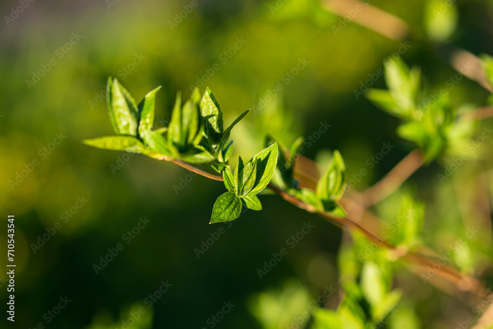 Spring nature branch with small young leaves close up Spring nature branch with small young leaves close up