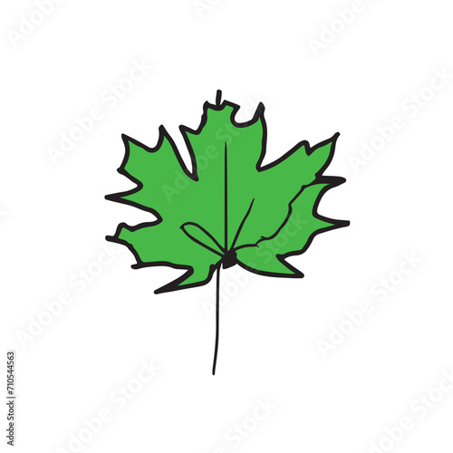 vector maple leaf isolated