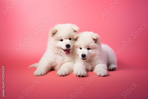 Two Adorable fluffy white puppies lying down together on a pink background. Concept of Pet Adoption, Pet care, Love, Valentines Day. For banner, poster, postcard.