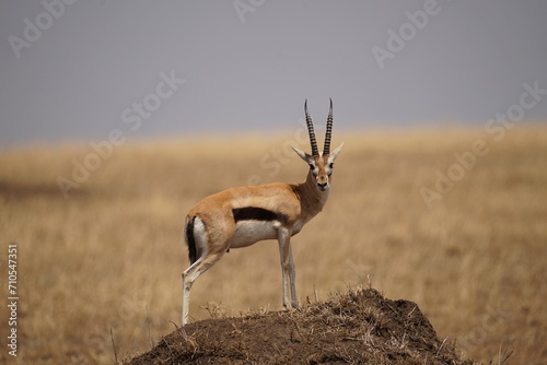 african wildlife, Thompson gazelle, termite mound photo