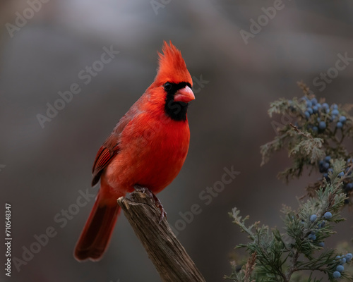 red cardinal on perch