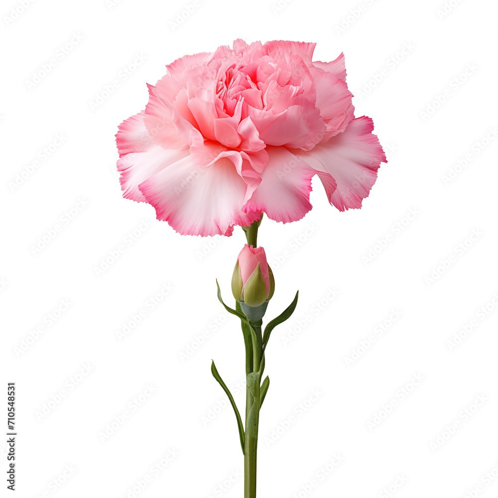 a pink flower with a bud