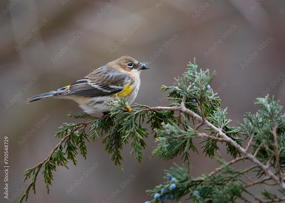Fototapeta premium warbler with berry