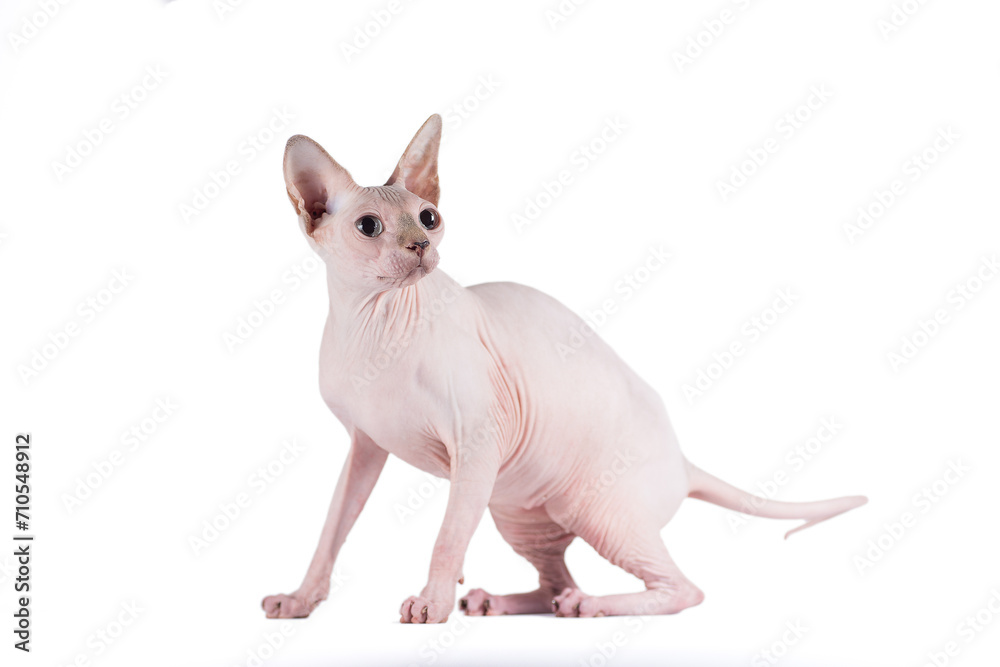 sphinx cat on a white background