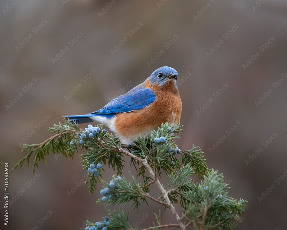 bluebird on cedar branch