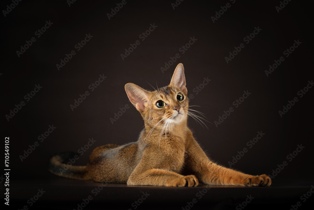 well-groomed cat of the Abyssinian breed lying on a dark background