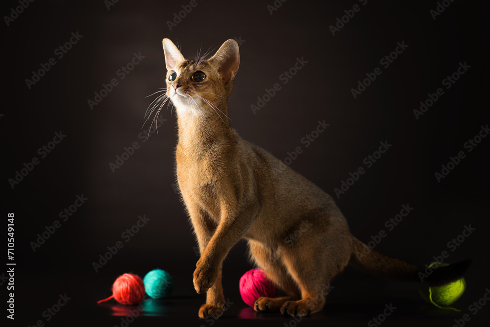 well-groomed cat of the Abyssinian breed playing with balls of yarn on a dark background