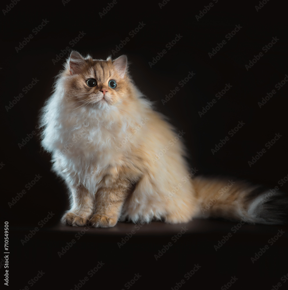 british long-haired cat sitting on a black background