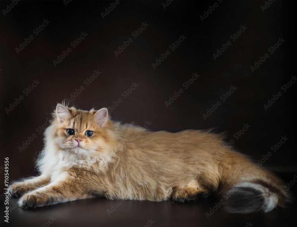 british long-haired cat lying on a black background