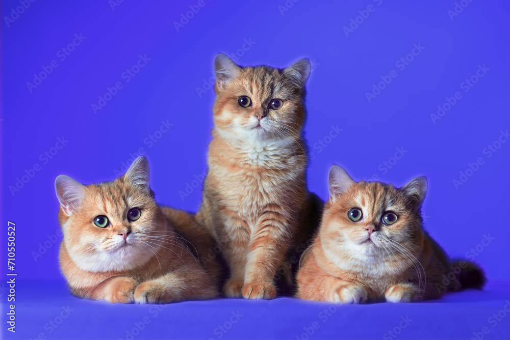 three red-haired British shorthair kittens on a blue background