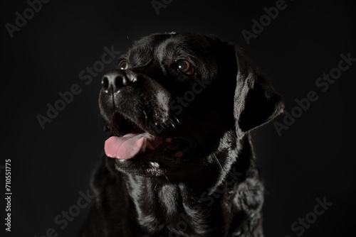 portrait of a black labrador on a black background in a low key © Sofiia