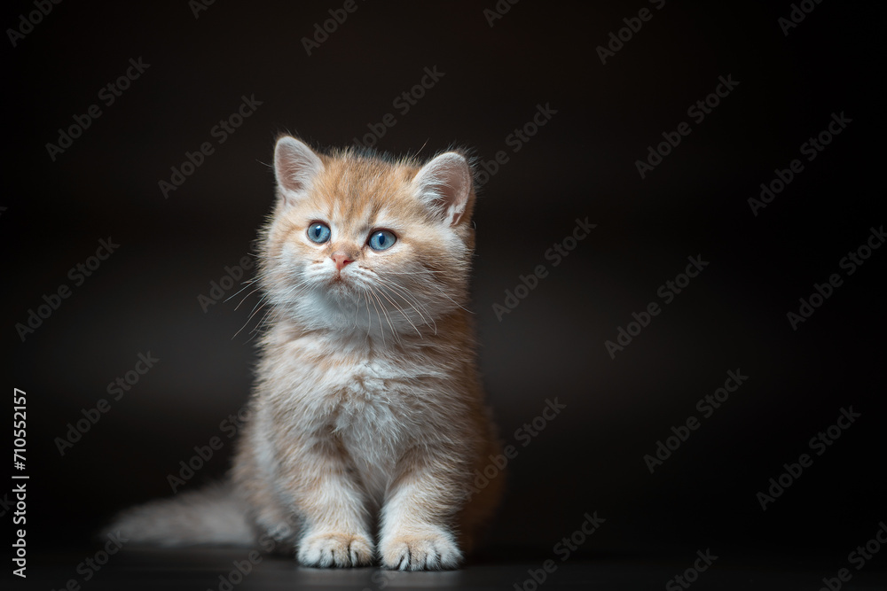kitten of the British long-haired golden chinchilla breed sits on a black background
