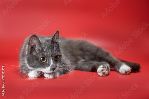 Schilderij op canvas silver-and-white cat lurking on a red background