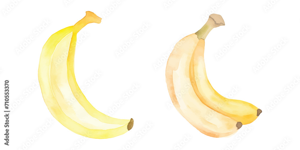 a banana fruit watercolor vector